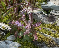 Epilobium clavatum