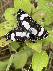 Neptis morosa
