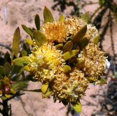 Leucadendron nitidum