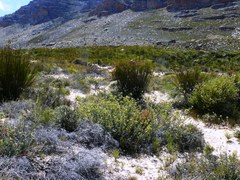 Leucadendron nitidum