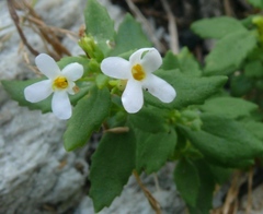 Chaenostoma integrifolium