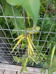 Vincetoxicum rossicum