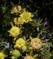 Leucadendron nitidum