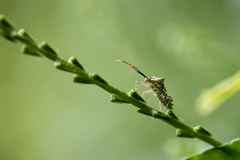 Cletomorpha simulans