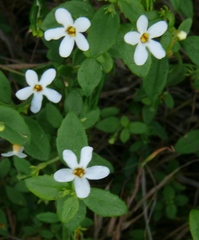 Chaenostoma integrifolium