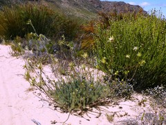 Leucadendron nitidum
