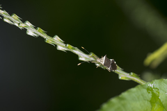 Cletomorpha simulans