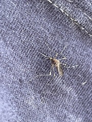 Aedes notoscriptus