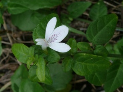 Justicia tubulosa late-ovata