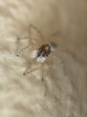 Menemerus semilimbatus