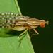 Huttonina scutellaris - Photo 由 Steve Kerr 所上傳的 (c) Steve Kerr，保留部份權利CC BY