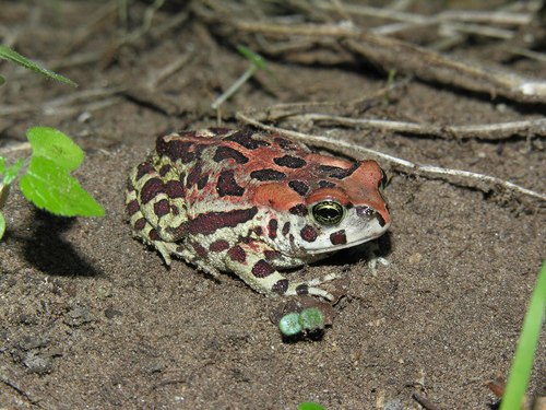 Western Leopard Toad, Platbos Nature Reserve, photo 6 of 10
