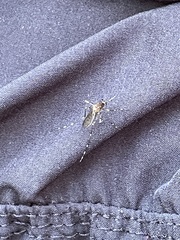 Aedes notoscriptus