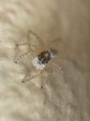 Menemerus semilimbatus