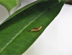 Phrynarachne ceylonica