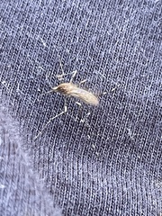Aedes notoscriptus