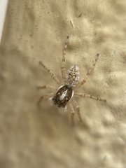 Menemerus semilimbatus