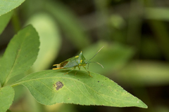 Acanthosoma asahinai