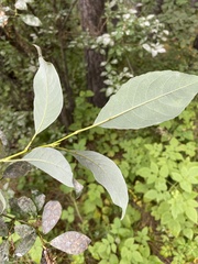 Salix taraikensis