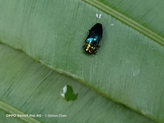 Endelus cupido