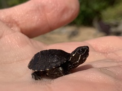 Kinosterninae