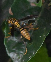Polistes rothneyi