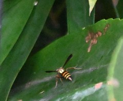 Polistes snelleni
