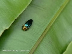 Endelus cupido