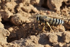 Bembix pallidipicta