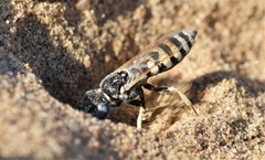 Philanthus albopilosus