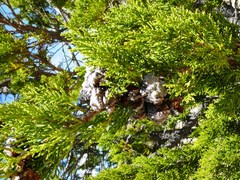 Widdringtonia wallichii