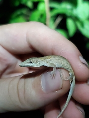 Anolis occultus
