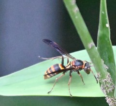 Polistes snelleni