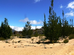 Widdringtonia wallichii