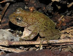 Heleophryne purcelli