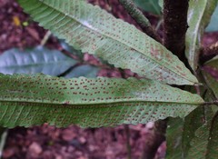 Lastreopsis poecilophlebia