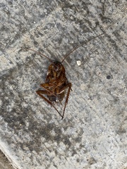 Periplaneta americana