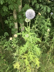 Echinops exaltatus