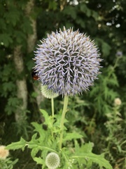 Echinops exaltatus