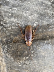 Periplaneta americana