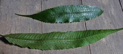 Lastreopsis poecilophlebia