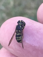 Vespula vulgaris
