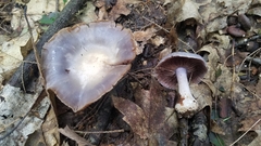 Cortinarius lilacinus