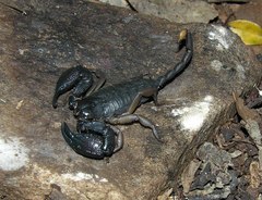 Opisthacanthus validus
