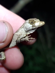 Anolis cuvieri