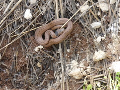Macroprotodon brevis