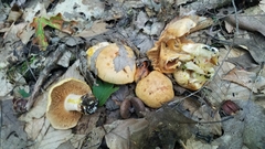Cortinarius rubicundulus