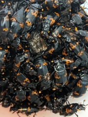 Nicrophorus nepalensis
