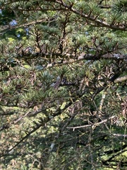 Cedrus brevifolia