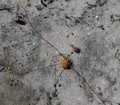 Gymnodiscus capillaris